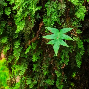 اصالت بیشتر