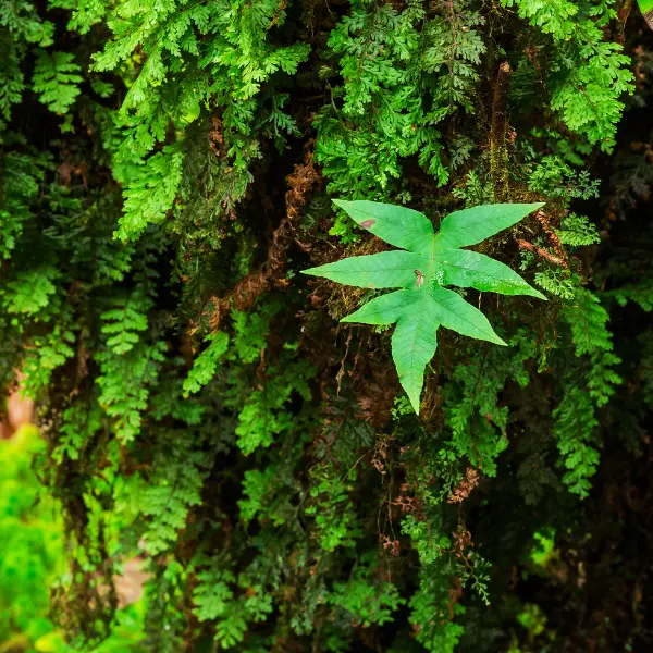 اصالت بیشتر